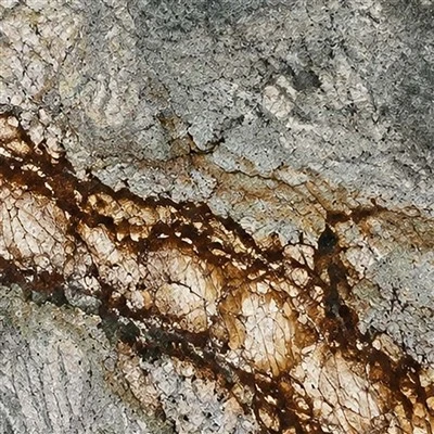 Shangri-La Quartzite Slabs